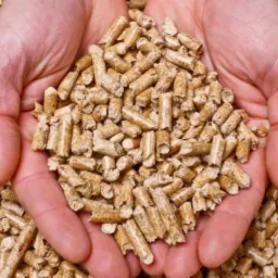Dłonie trzymające garść jasnych, drewnianych pelletów na tle rozsypanych pelletów, widoczne drobne pęknięcia na powierzchni niektórych z nich.