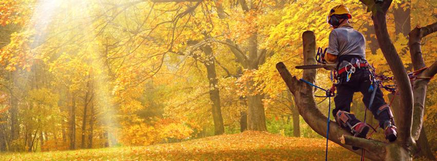 Arborysta w kasku i uprzęży, przycina gałęzie drzewa piłą łańcuchową na tle jesiennego lasu w promieniach słońca.