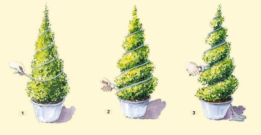 Ilustracja przedstawiająca trzy etapy formowania spiralnego krzewu w donicy: wiązanie sznurkiem, przycinanie nożycami.