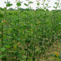 Rośliny i podłoża Latoszyn 2