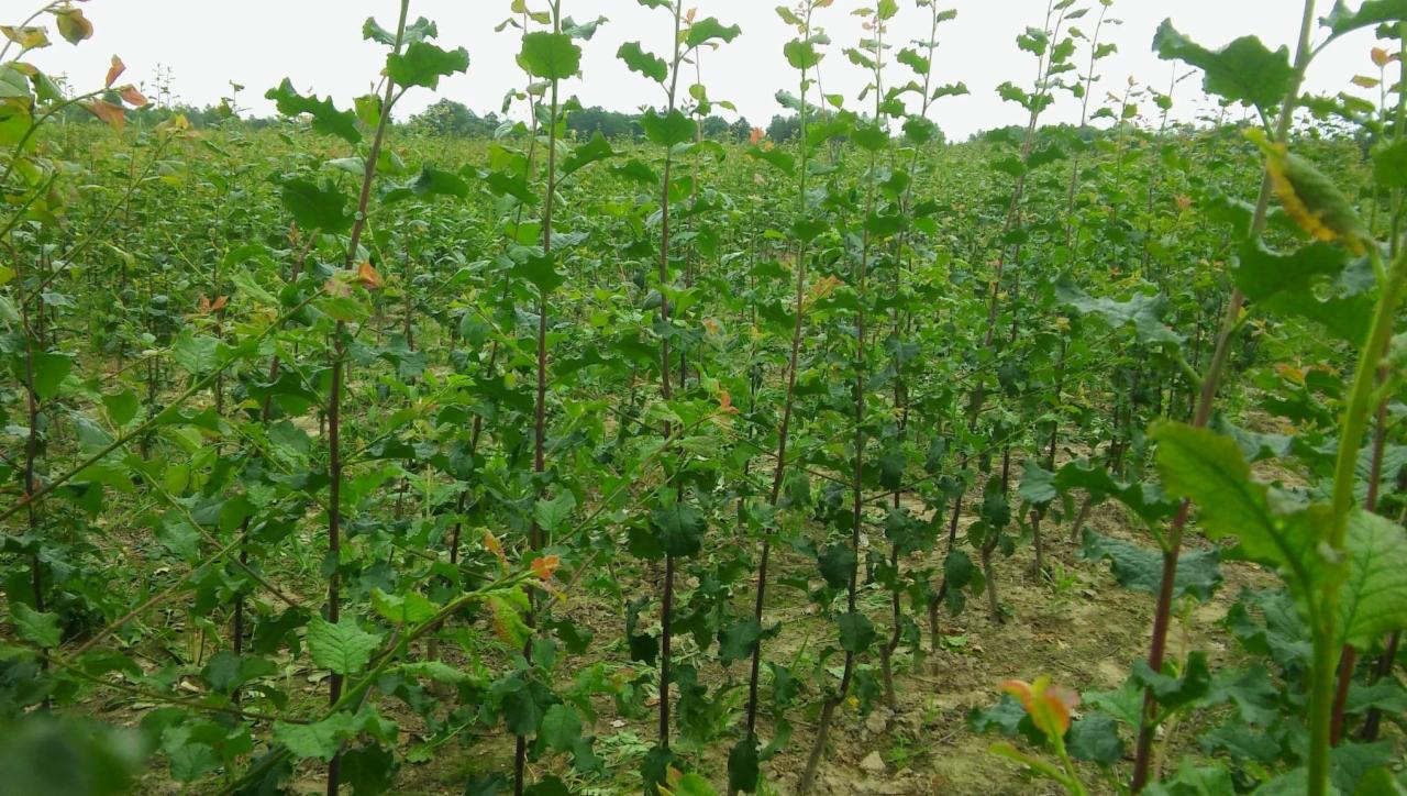 Szkółka drzewek liściastych z młodymi pędami, widok z bliska na rzędy sadzonek.