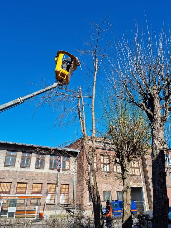 Pracownik w żółtym podnośniku koszowym przycina gałęzie wysokiego drzewa na tle ceglanego budynku i błękitnego nieba.