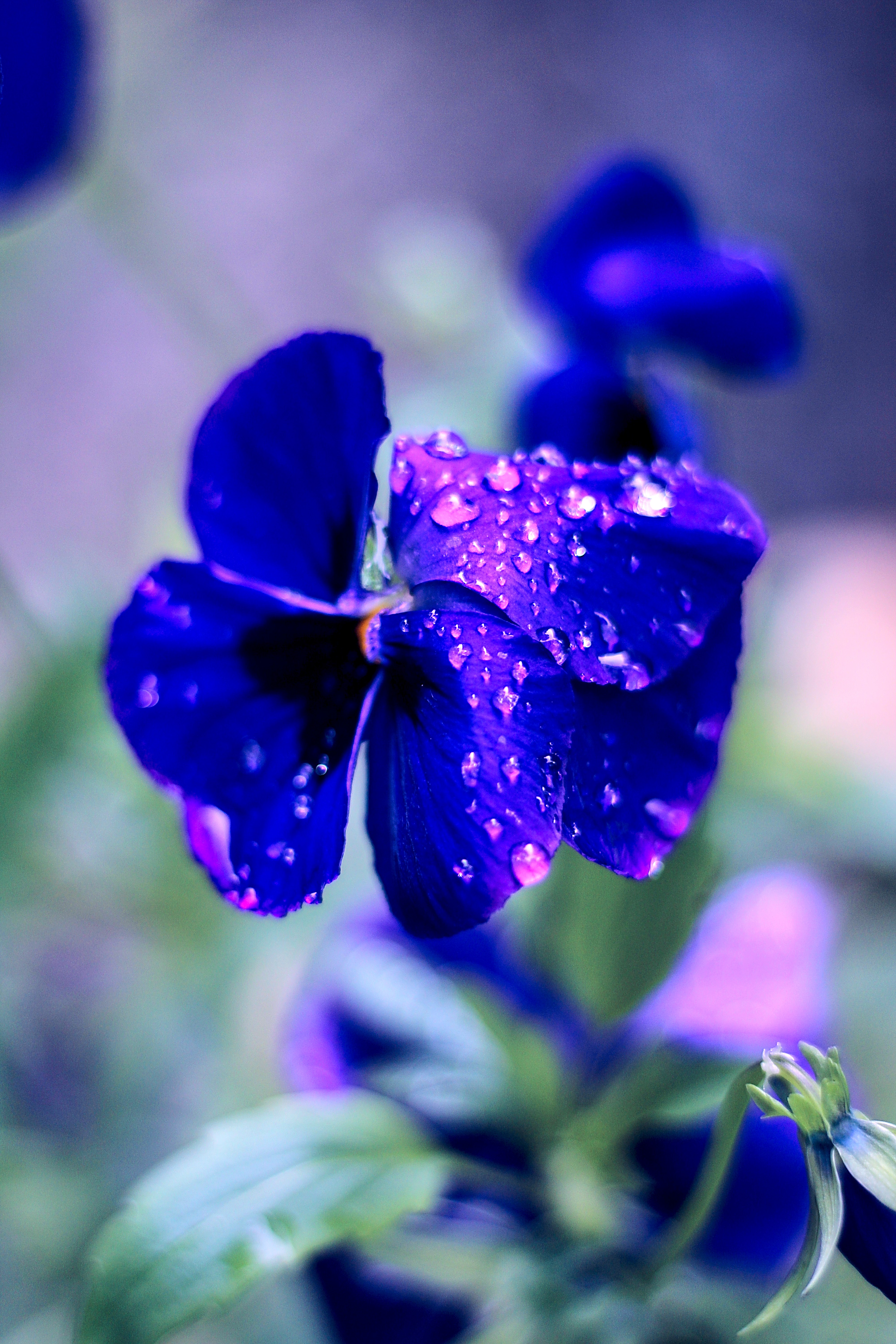 Makro zbliżenie na fioletowy kwiat fiołka z kroplami wody na płatkach, widoczne zielone liście w tle, głębia ostrości podkreśla detale.