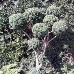 Formowane drzewo iglaste z kulistymi koronami na tle gęstego żywopłotu, widoczne gałęzie i pień.