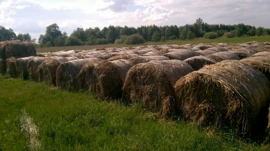 Pole pełne okrągłych bel siana, z zieloną trawą na pierwszym planie i lasem w tle pod pochmurnym niebem.