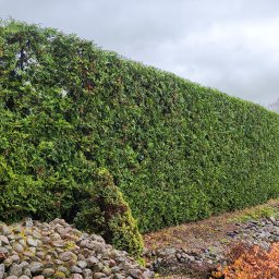 Botanika+ - Rośliny i podłoża Byt&oacute;w