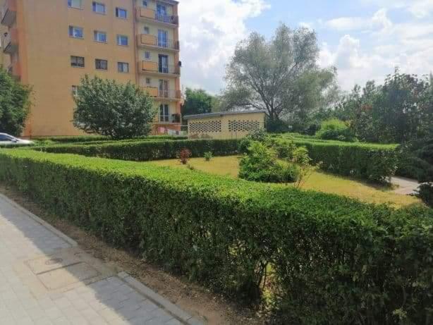 Formowane żywopłoty z bukszpanu przed blokiem mieszkalnym i małym budynkiem gospodarczym, z widocznym trawnikiem i drzewami.