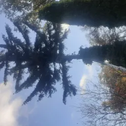 Wysoka choinka, przycinana z drabiny przez pracownika, widok z dołu na tle błękitnego nieba z chmurami.