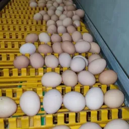 Jasne i brązowe skorupki na żółtym transporterze w sortowni.