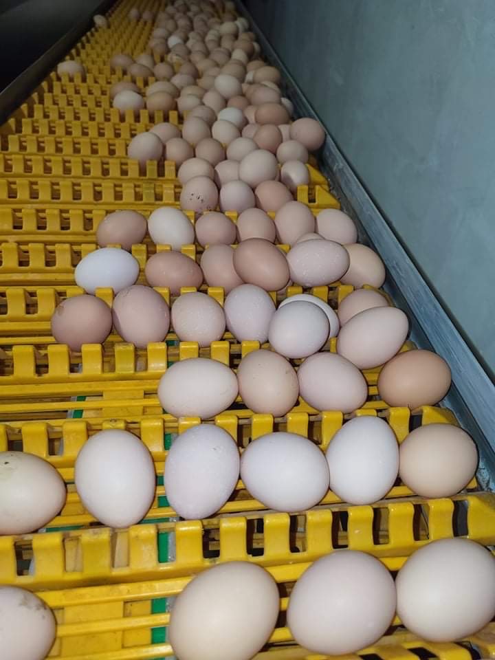 Jasne i brązowe skorupki na żółtym transporterze w sortowni.