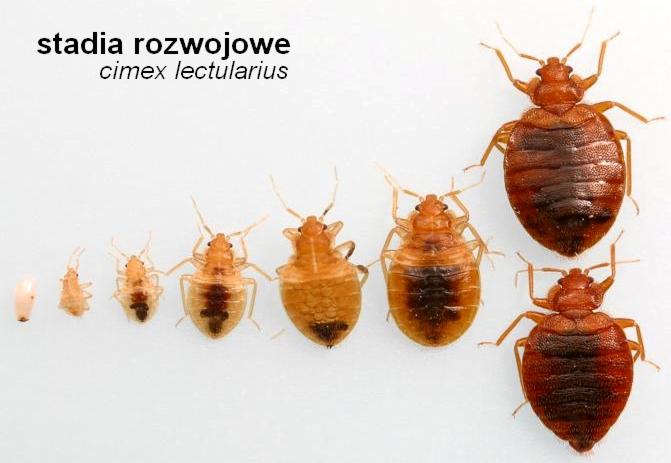 Cykl rozwojowy pluskwy domowej (Cimex lectularius) przedstawiony na białym tle, ukazujący stadia od jaja do dorosłego osobnika.