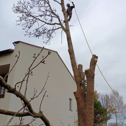 Zieleń i Drewno - Arborysta w kasku, zabezpieczony liną, podczas pracy na wysokim drzewie z częściowo usuniętymi gałęziami, w tle biały budynek i pochmurne niebo.