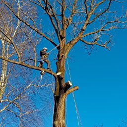 Zieleń i Drewno - Arborysta w kasku i uprzęży, z piłą spalinową przy pasie, przywiązany linami do drzewa podczas pracy na wysokości, z widocznymi odciętymi gałęziami na tle błękitnego nieba.