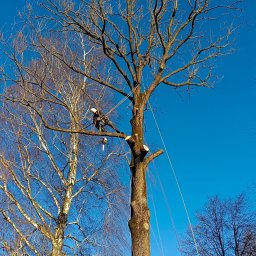 Zieleń i Drewno - Arborysta w uprzęży, z piłą łańcuchową, przycina gałęzie wysokiego drzewa z gołymi konarami na tle błękitnego nieba; obok widoczne drzewo z jasną korą.