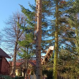 Zieleń i Drewno - Arborysta na drabinie przy pniu ściętego drzewa, obok leży odcięta gałąź, w tle domy i inne drzewa.