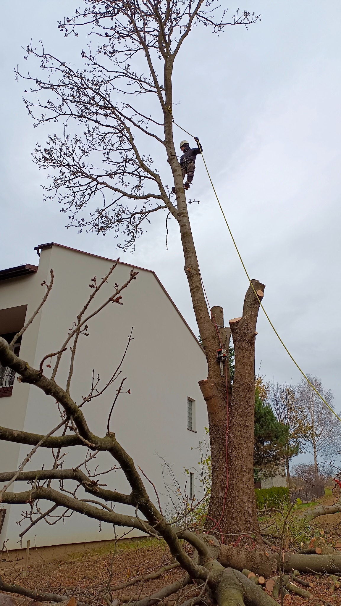 Arborysta w kasku, zabezpieczony liną, podczas pracy na wysokim drzewie z częściowo usuniętymi gałęziami, w tle biały budynek i pochmurne niebo.