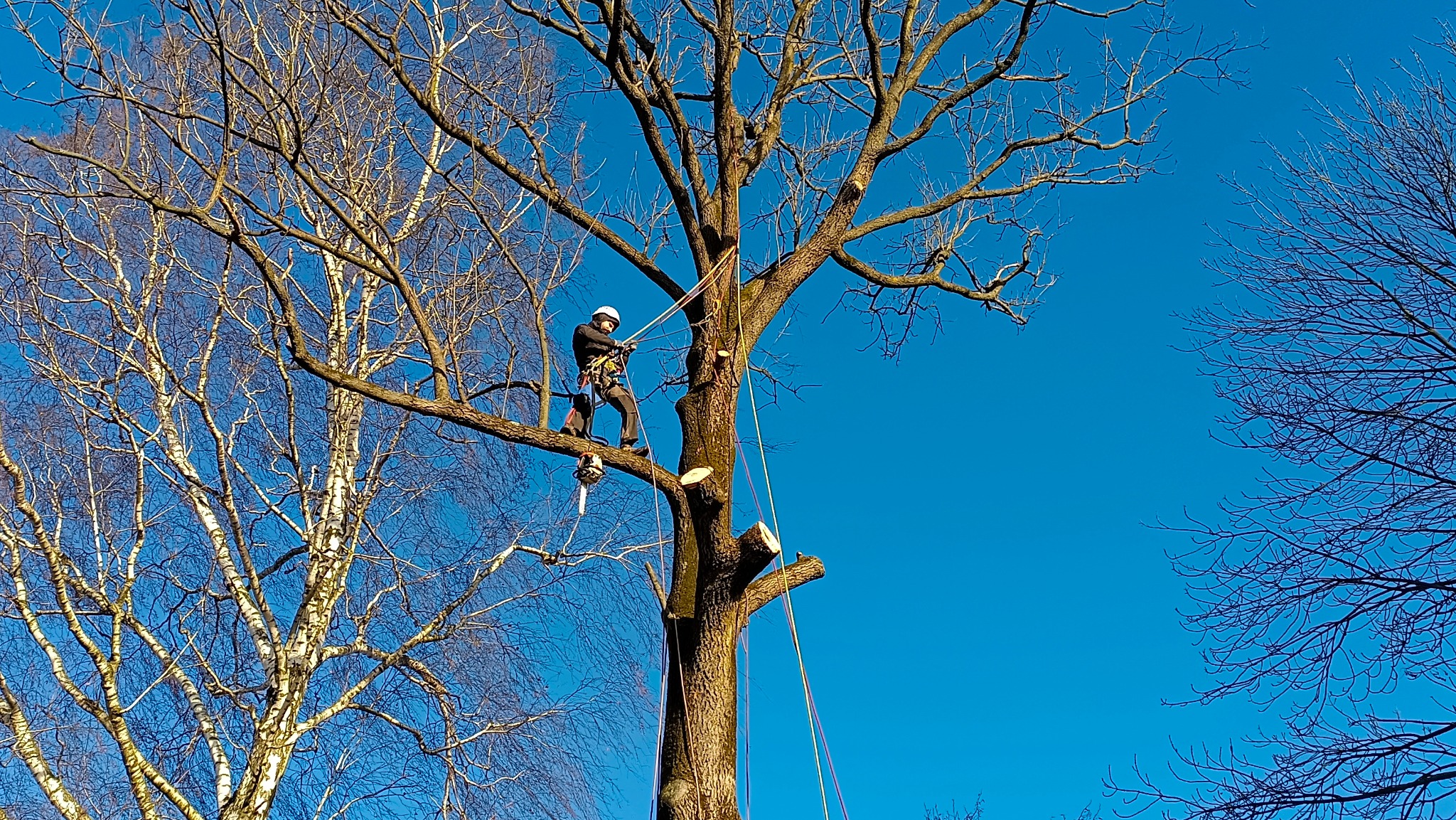 Arborysta w kasku i uprzęży, z piłą spalinową przy pasie, przywiązany linami do drzewa podczas pracy na wysokości, z widocznymi odciętymi gałęziami na tle błękitnego nieba.