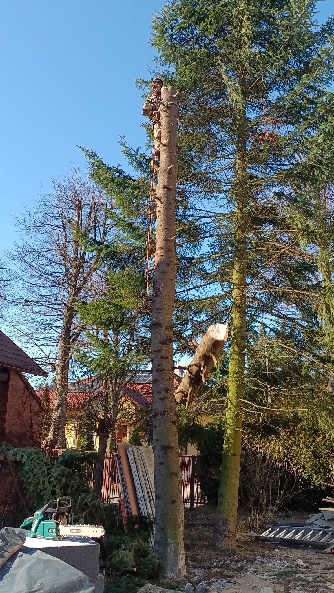 Arborysta na drabinie przy pniu ściętego drzewa, obok leży odcięta gałąź, w tle domy i inne drzewa.