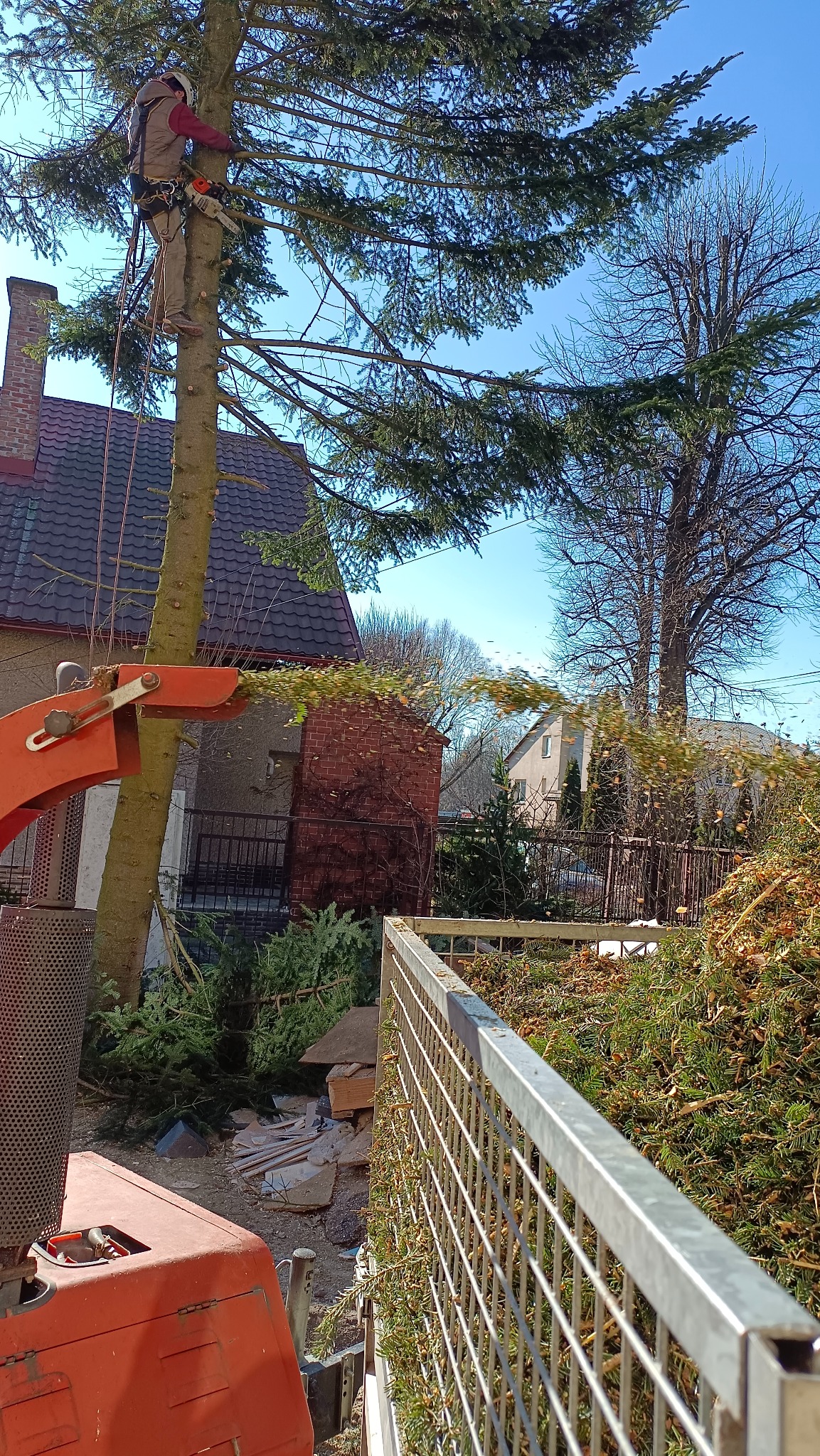 Pracownik na wysokości w uprzęży tnie drzewo piłą spalinową, a rozdrobnione gałęzie wyrzucane są z rębaka na tle domu z czerwonej cegły.