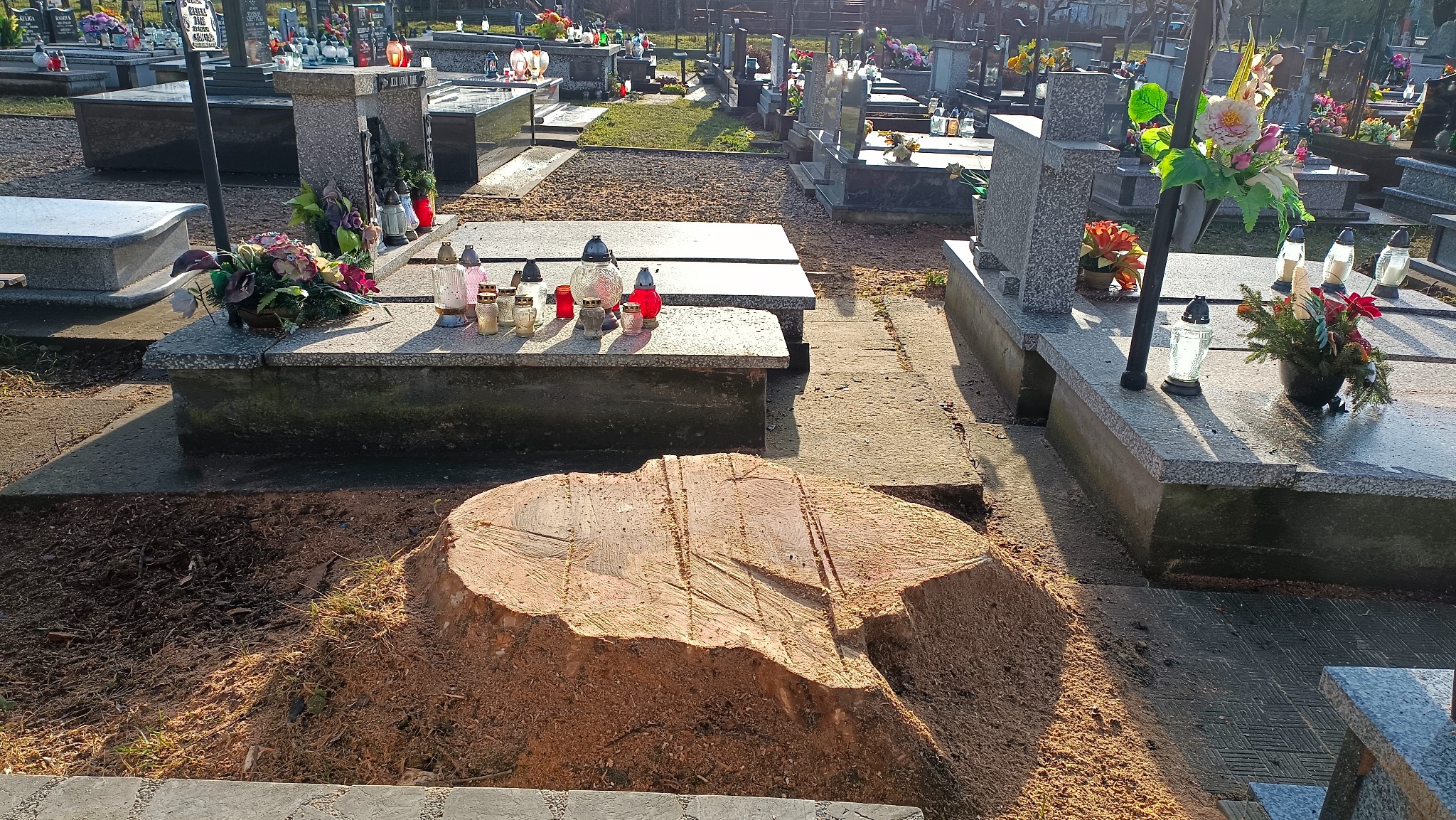 Świeżo ścięty pień drzewa na cmentarzu, wióry wokół pnia, nagrobki w tle, kwiaty i znicze na grobach.