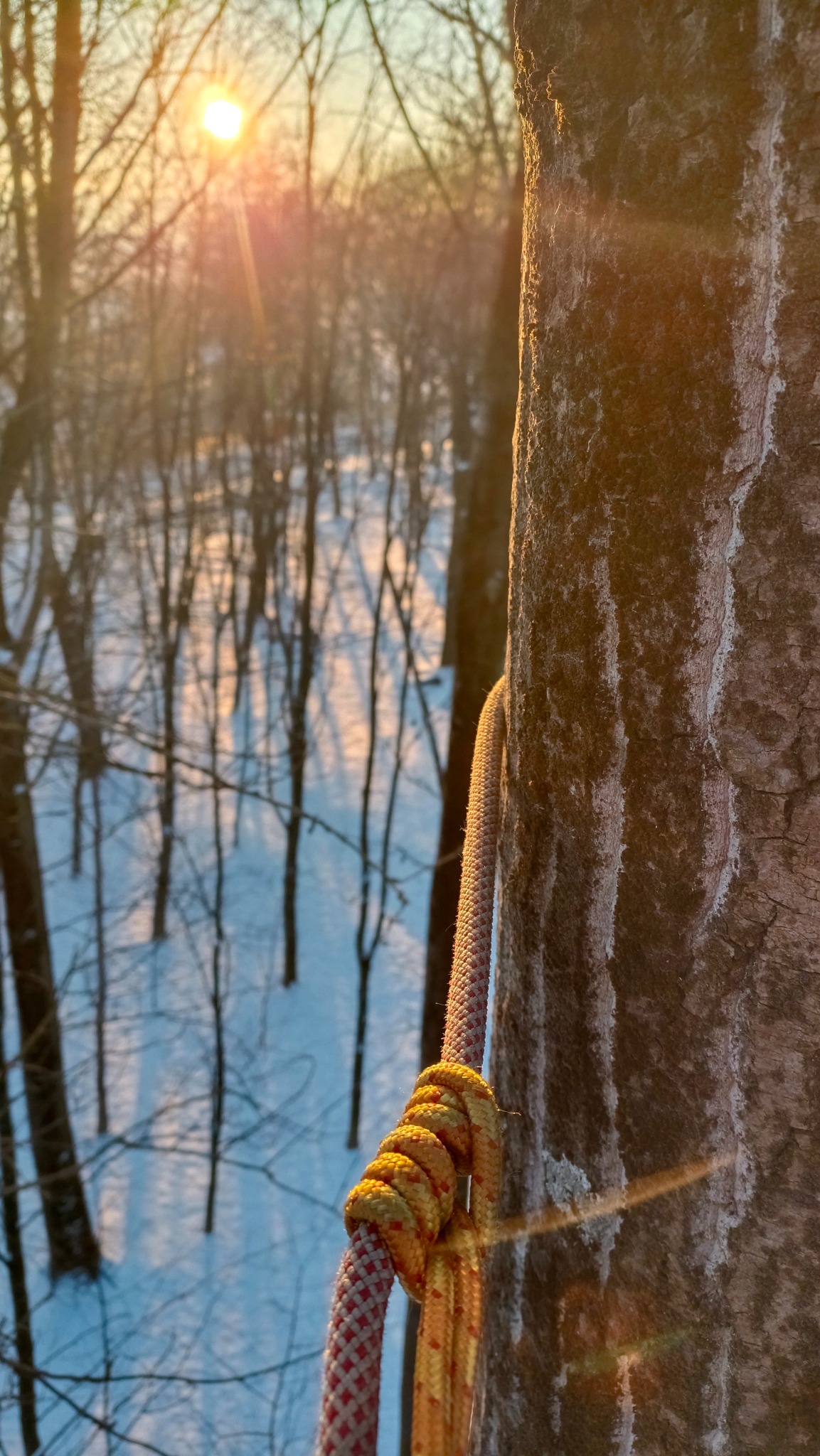 Gruba lina zabezpieczająca, owinięta wokół pnia drzewa w zimowym lesie oświetlonym przez wschodzące słońce.