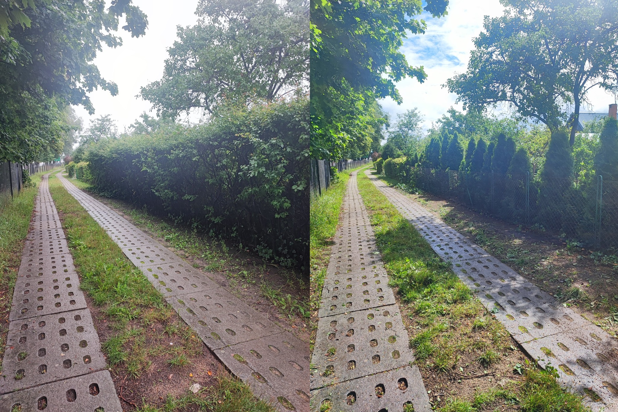 Długa, betonowa ścieżka z ażurowych płyt prowadzi wzdłuż gęstego żywopłotu i drzew, ukazując zadbany ogród z perspektywy spacerowej.