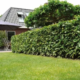 Gęsty, zielony żywopłot z grabu pospolitego (Carpinus betulus) oddzielający trawnik od części wypoczynkowej z parasolem i meblami ogrodowymi, na tle domu z oknami dachowymi.