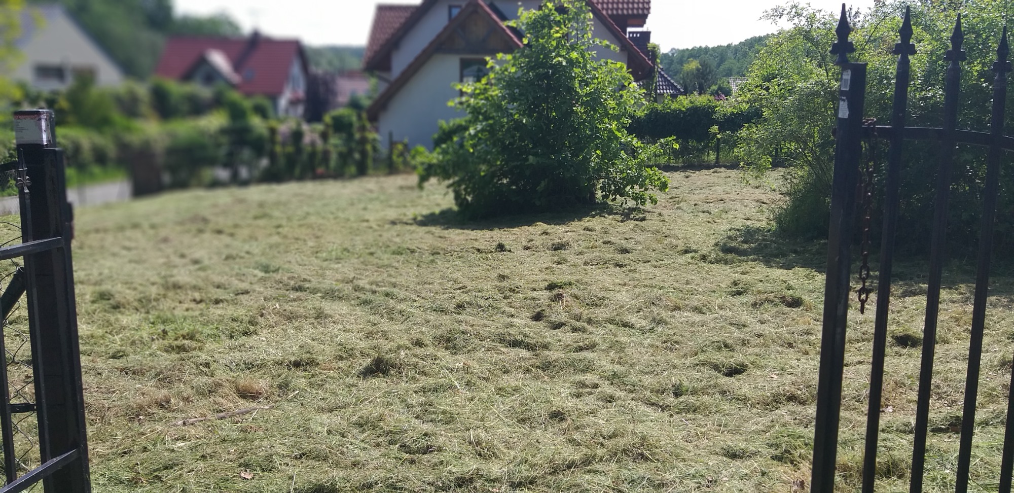 Świeżo skoszony trawnik z resztkami trawy, widok przez czarną, kutą bramę, domy w tle.