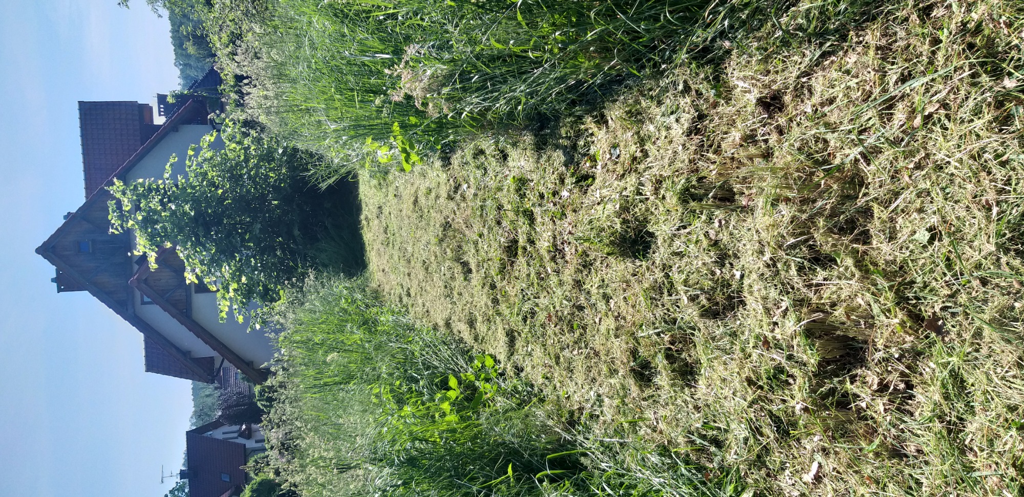 Świeżo skoszony trawnik przed domem jednorodzinnym, widoczne ślady po kosiarce i fragmenty wysokiej trawy w tle.