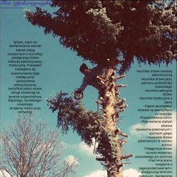 Alpinistyczna Wycinka Drzew-Krzysztof Drzyzga - Utrzymanie Ogrodów Kłobuck
