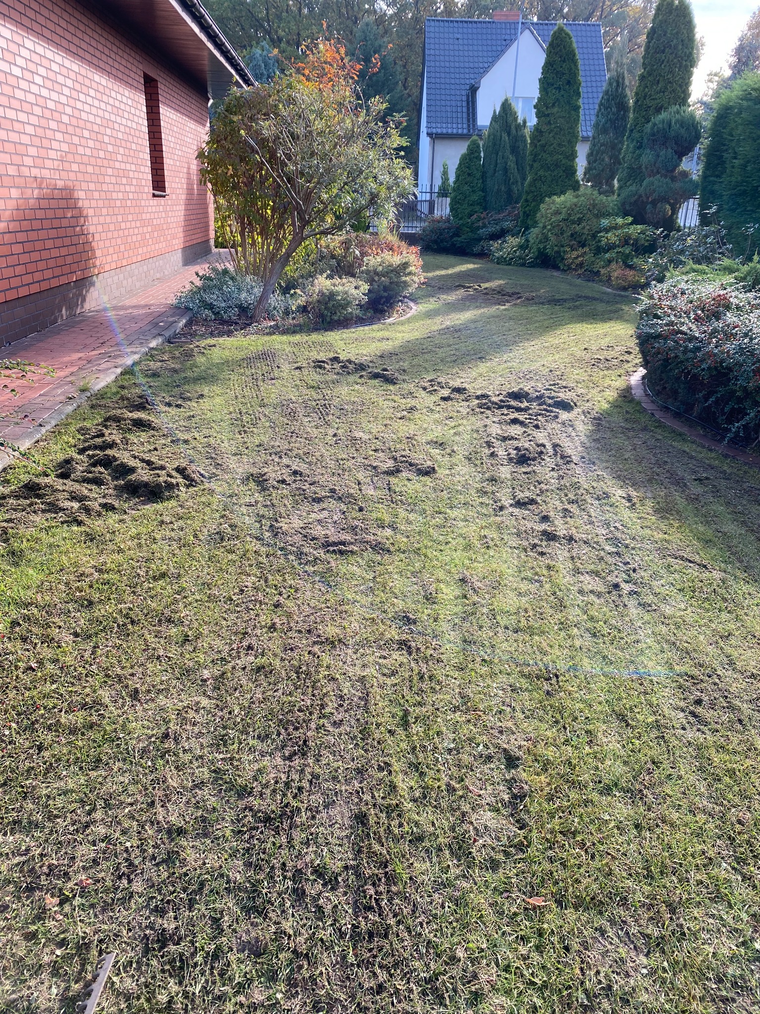 Wertykulacja trawnika w trakcie