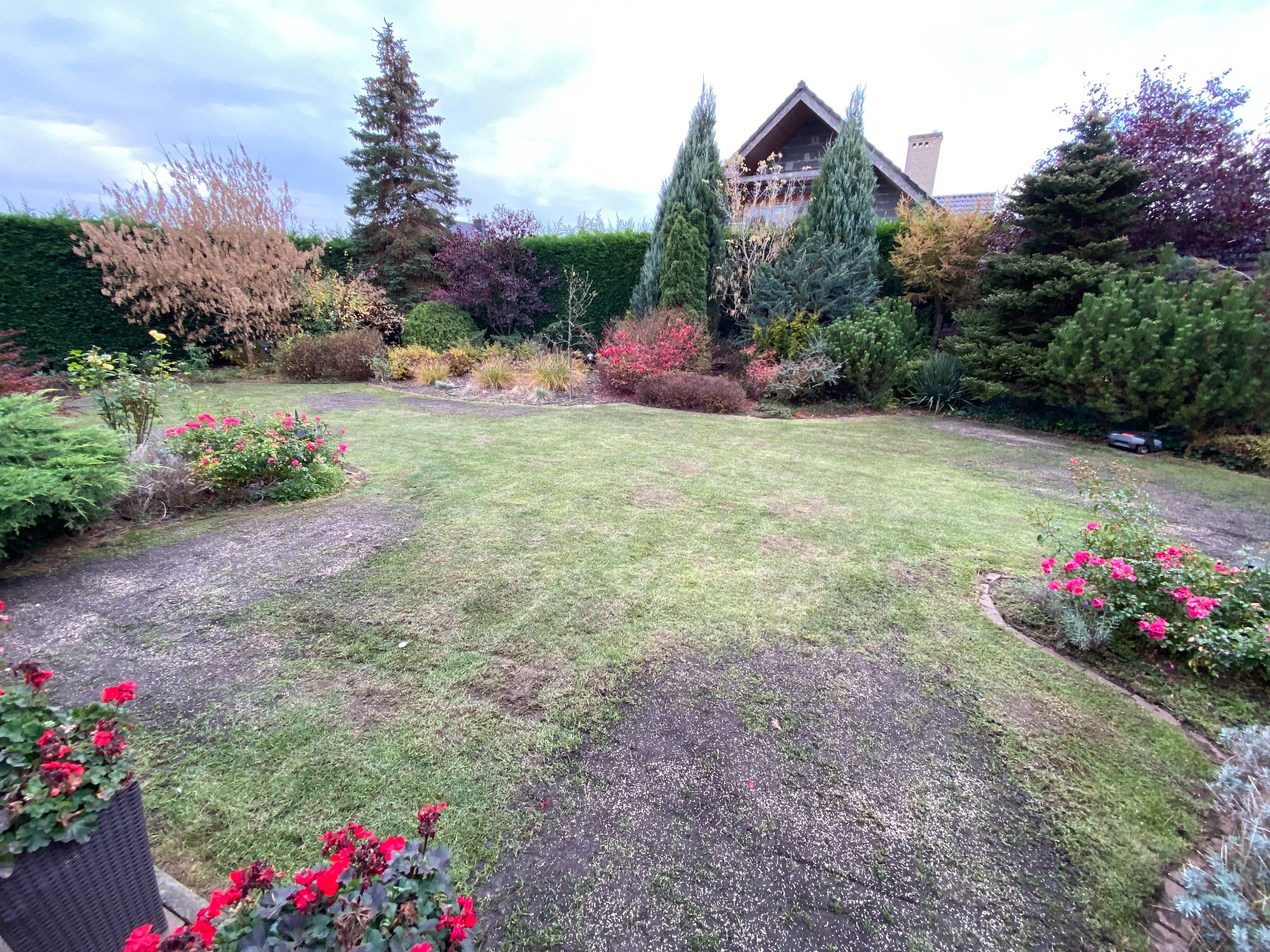 Trawnik po wertykulacji z widocznymi śladami uzupełniania ziemią i nasionami traw, w tle ozdobne krzewy, drzewa iglaste i dom.