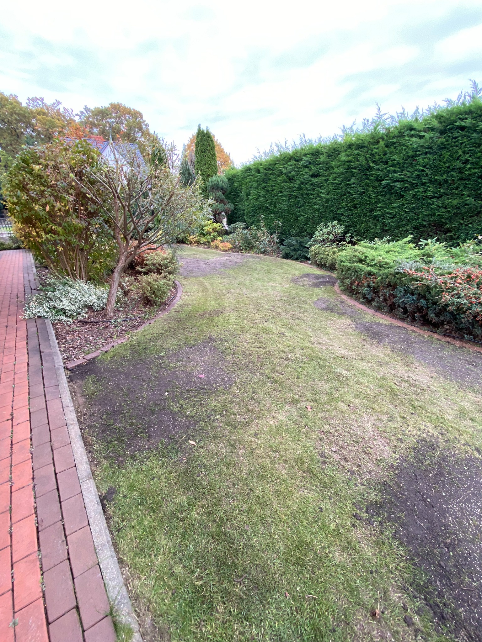 Po wertykulacji, uzupełnienie braków i nierówności w trawniku ziemią, nasionami traw i nawozem.