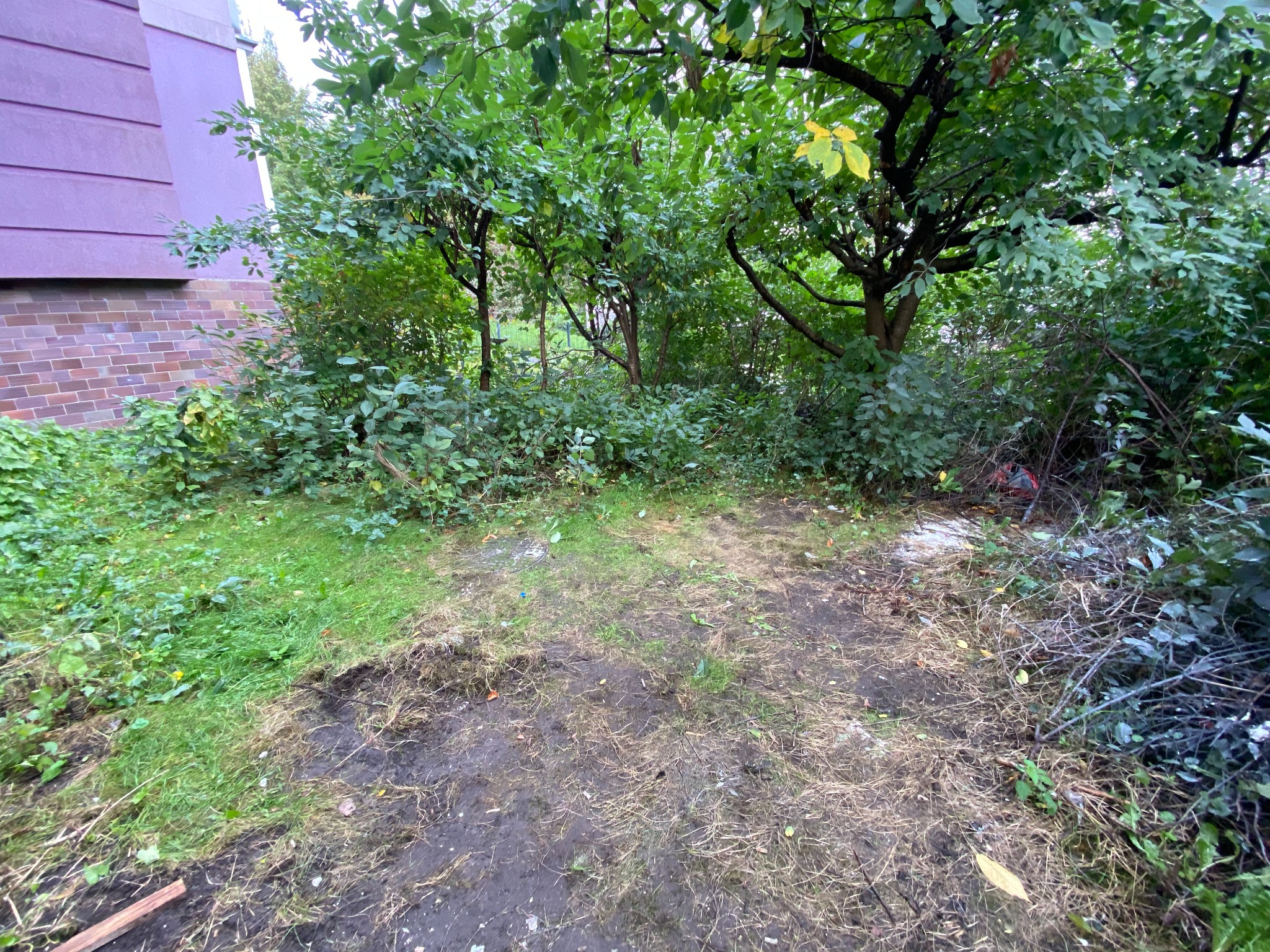 Przed uporządkowaniem zarośniętego ogródka