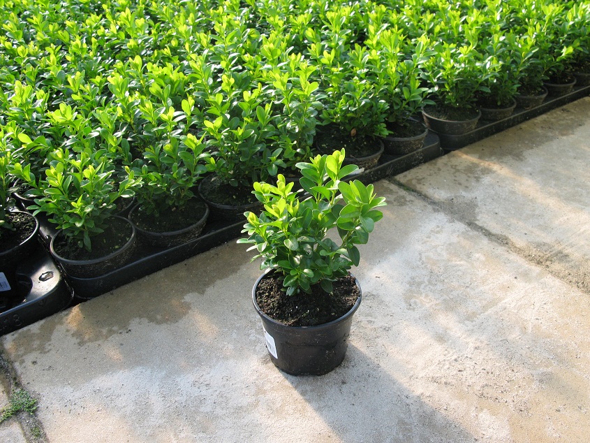 Bukszpan,tuja,rododendron,swierki i wiele innych