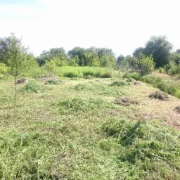 Teren po skoszeniu trawy z widocznymi kupkami ściętej trawy, w tle drzewa i krzewy.