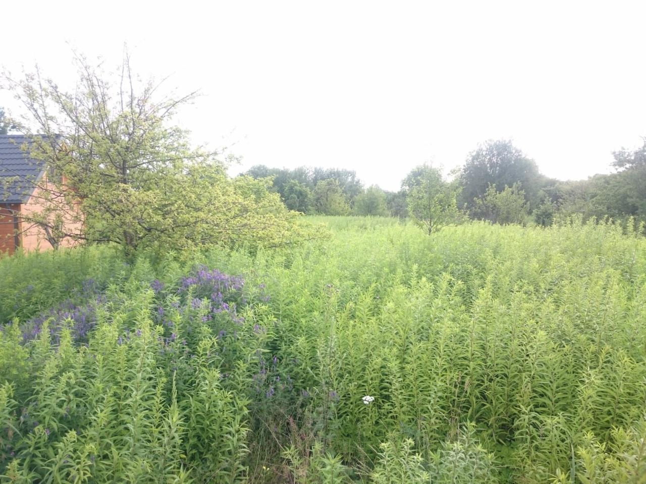 Zarośnięta działka z wysoką trawą i chwastami, widoczne fioletowe kwiaty i drzewo z młodymi liśćmi w tle, obok domu z ciemnym dachem.