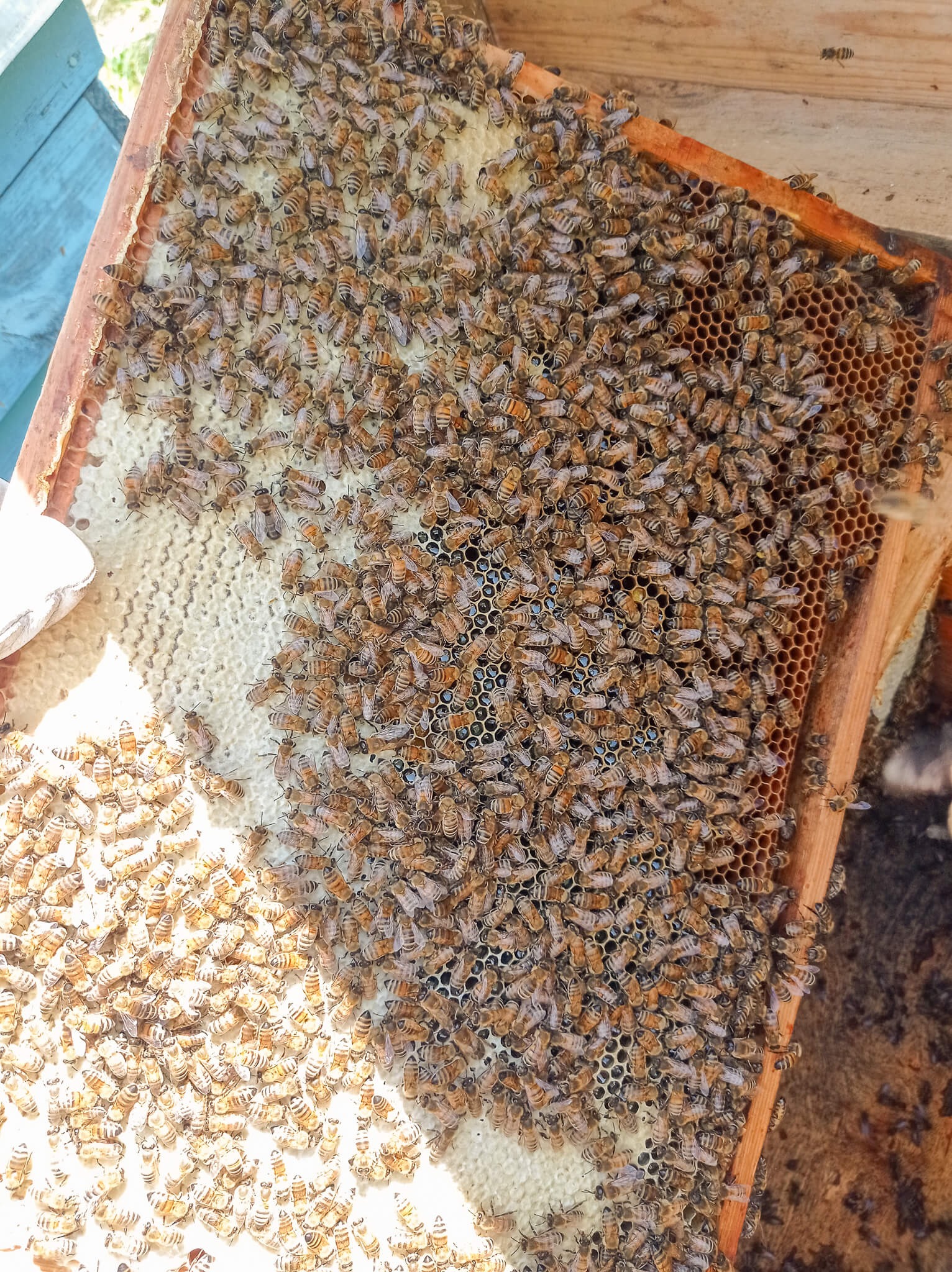 Ramka pszczela wypełniona pszczołami i plastrami miodu w ulu, widoczne jasne i ciemne komórki, część ramki oświetlona słońcem.