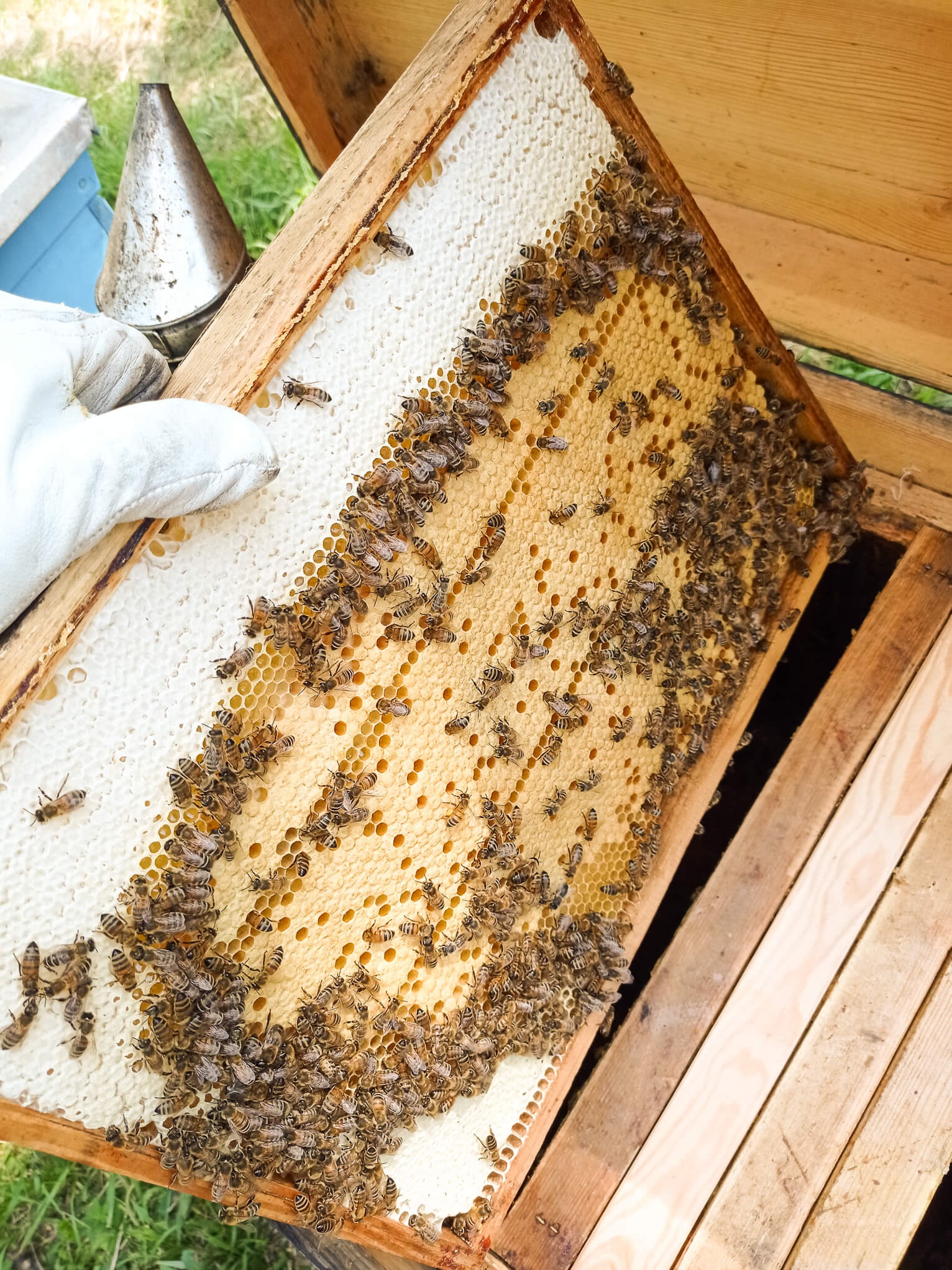 Ramka z plastrem miodu, obsiadana przez pszczoły, trzymana w rękawicy ochronnej, widoczny podkurzacz pszczelarski i fragment ula.