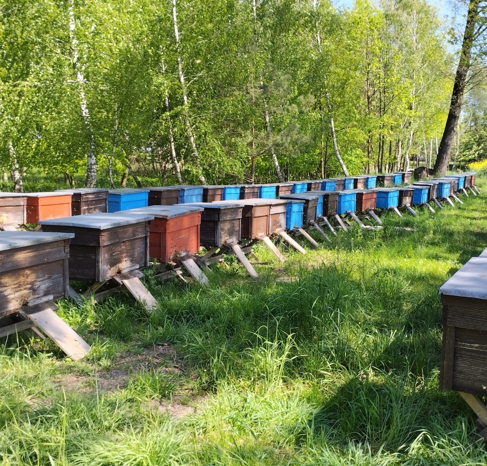 Rząd uli w słoneczny dzień na skraju lasu, drewniane konstrukcje w różnych kolorach ustawione na trawie.