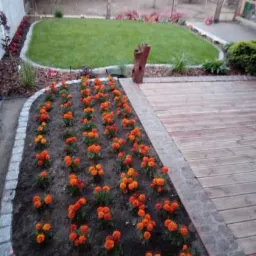 Uporządkowany ogród z równo przyciętym trawnikiem, rabatą pomarańczowych kwiatów wzdłuż ścieżki z kostki brukowej i drewnianym tarasem.