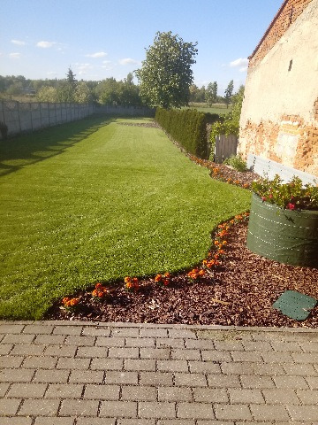 Zadbany trawnik z równo przystrzyżoną trawą, obrzeżem z kory i pomarańczowych kwiatów, żywopłotem z tui i betonowym ogrodzeniem w tle, widok z brukowanego tarasu.