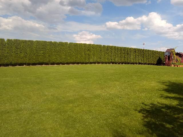 Długi, równo przycięty żywopłot z tui szmaragdowej oddzielający posesję, widok na zadbany trawnik i niewielki domek ogrodowy w tle.