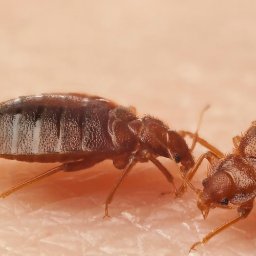 Dezynsekcja i deratyzacja Szczecinek 2