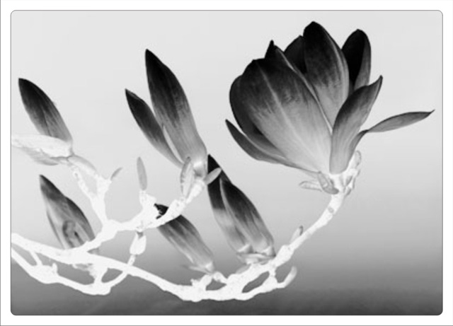 Czarno-białe zdjęcie pąków magnolii na gałązce, skierowanych ku górze, z delikatnym oświetleniem i rozmytym tłem.