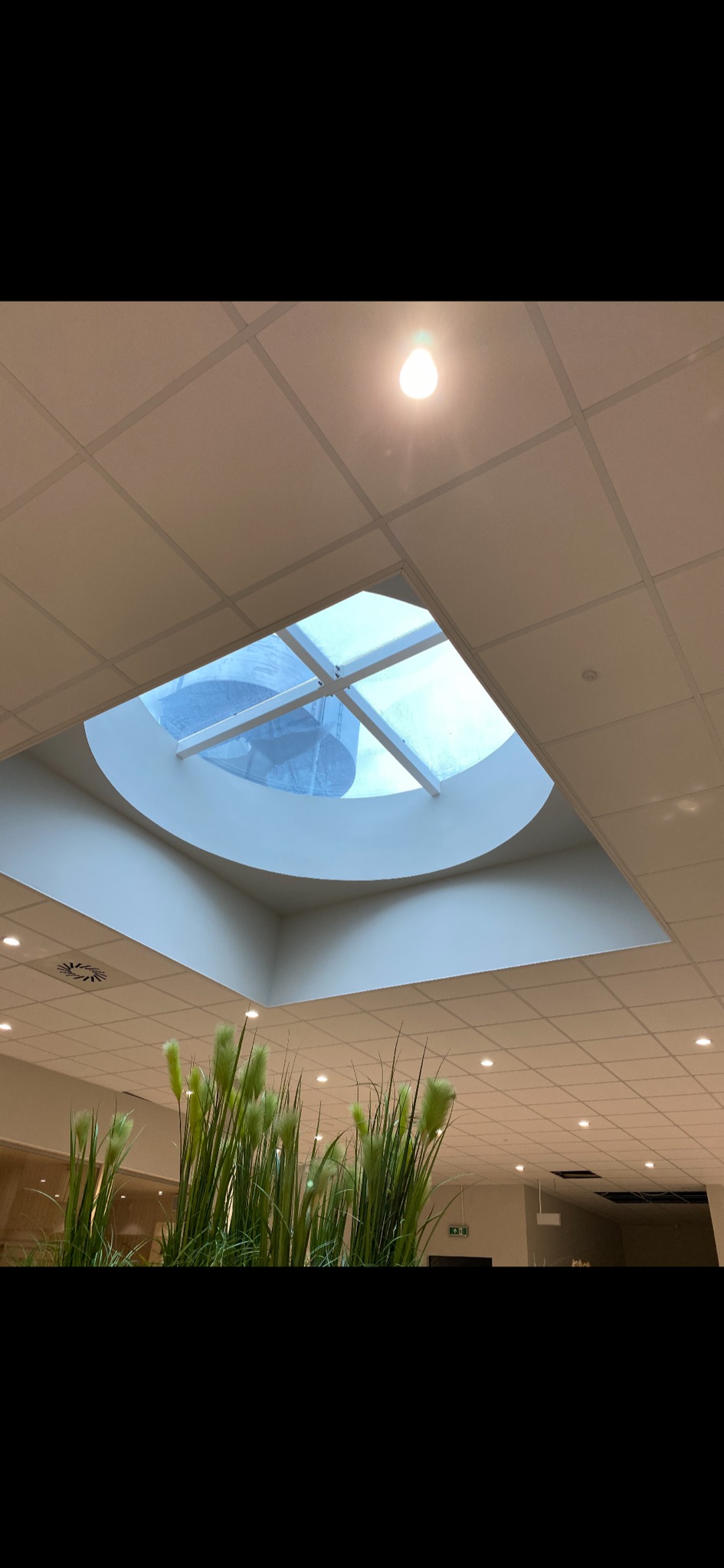 Sufit biurowy z kwadratowymi panelami i okrągłym świetlikiem z widokiem na konstrukcję dachu, poniżej dekoracyjne trawy w donicy.