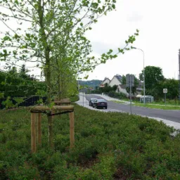 Nowo posadzone drzewa wzdłuż drogi z drewnianymi podporami, z widoczną jezdnią, chodnikiem i znakami drogowymi.