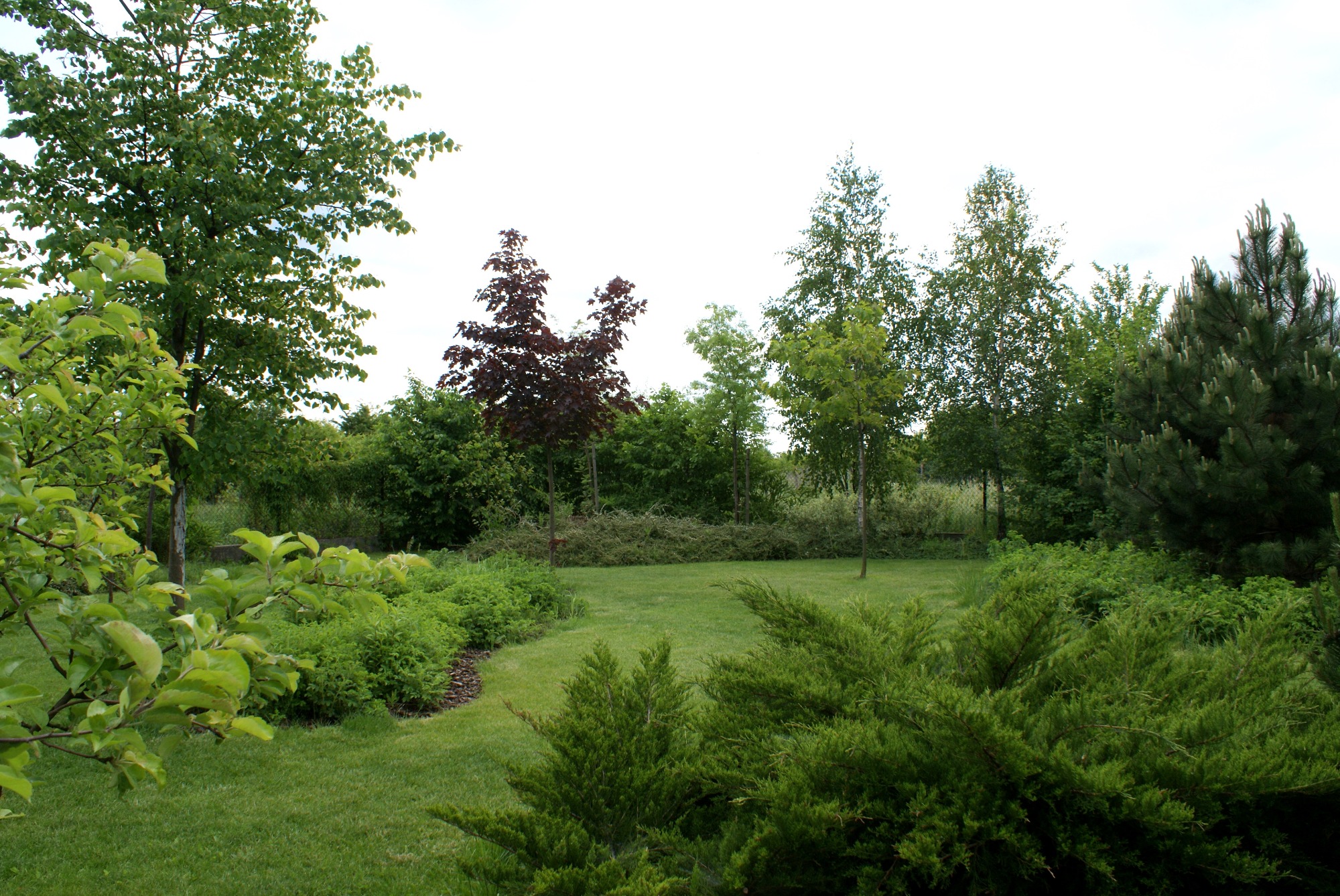 Zadbany trawnik z krzewami iglastymi i liściastymi oraz młodymi drzewami (m.in. brzozy i klon czerwony), widok z poziomu gruntu.