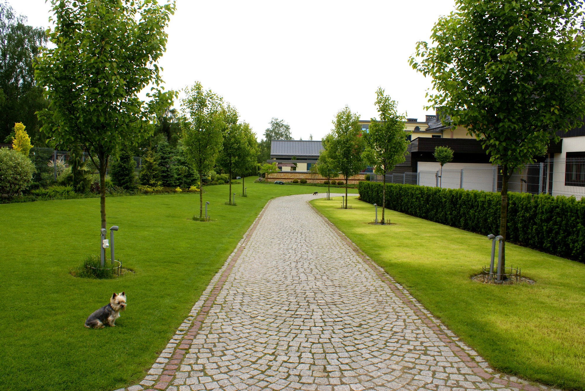 Utrzymany w idealnym stanie ogród z równo przystrzyżoną trawą, brukowaną ścieżką i młodymi drzewami, z małym psem siedzącym na trawniku w lewym dolnym rogu.