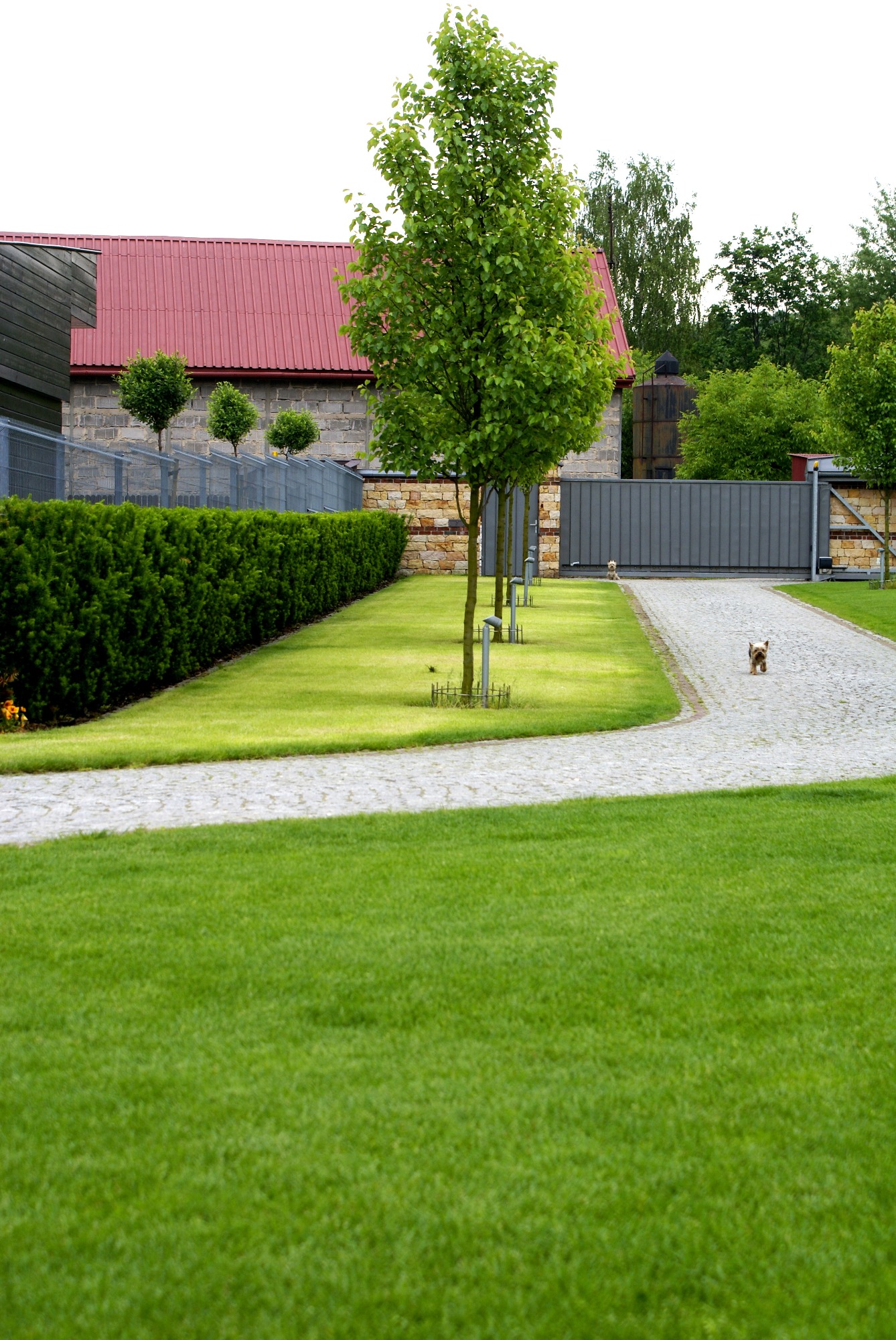 Perfekcyjnie utrzymany trawnik w Krakowie z równo przyciętym żywopłotem i młodymi drzewami, prowadzący do posesji z czerwoną dachówką i bramą w tle. Na ścieżce z kostki brukowej widoczny mały pies.